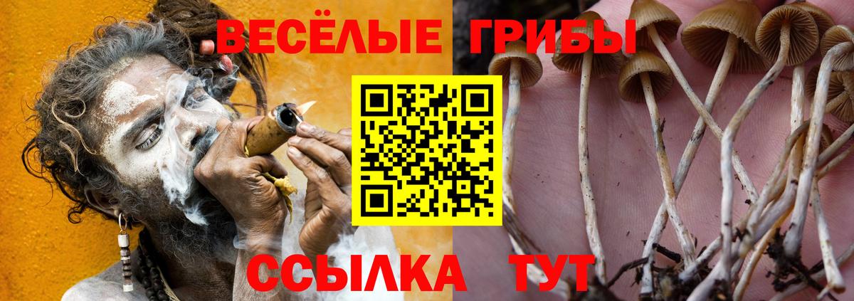 Долгопрудный  наркота  Галлюциногенные грибы прущие грибы  Вход с VPN  Псилоцибиновые грибы Psilocybine cubensis 